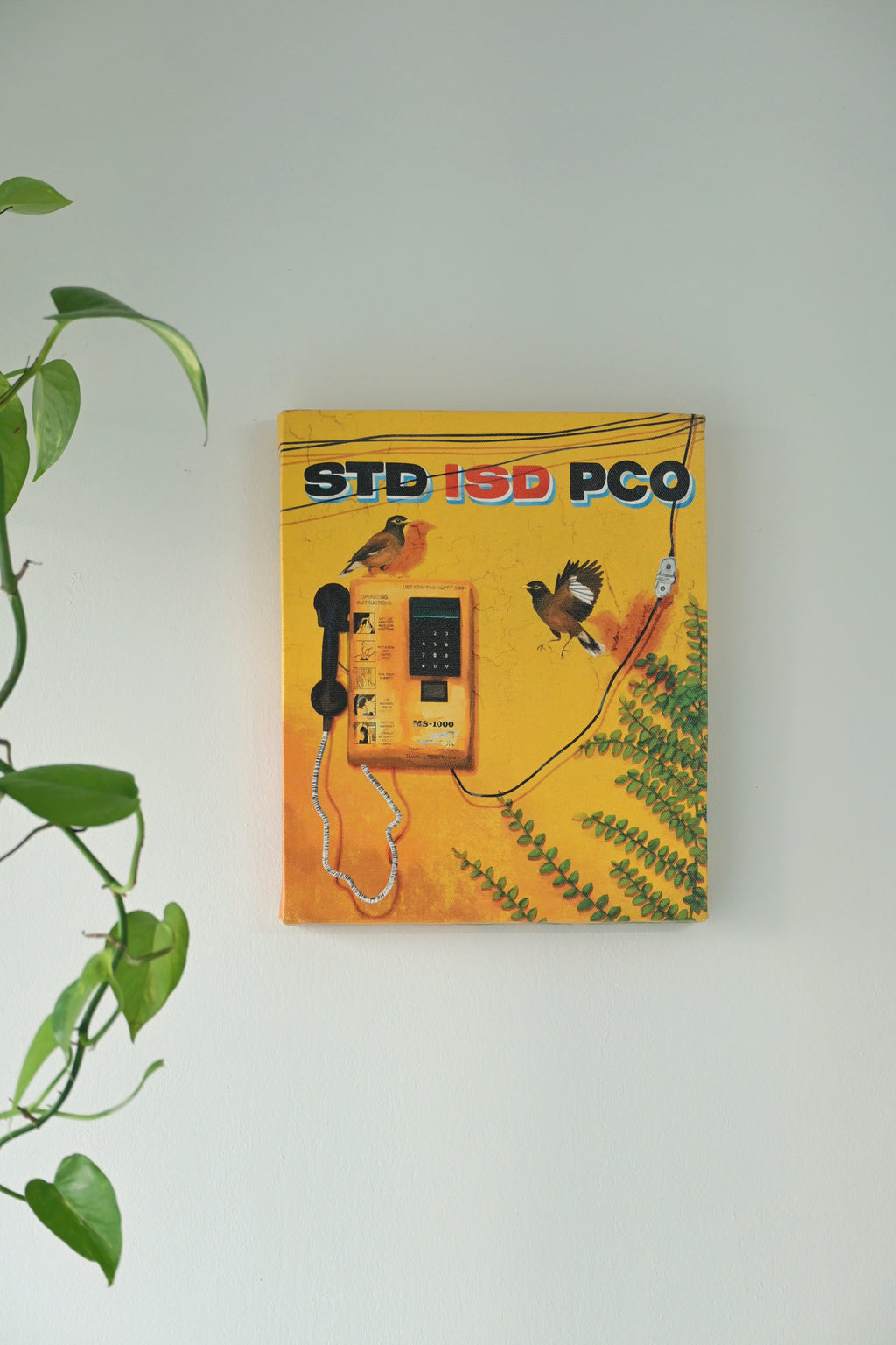 Singing mynas by a silent phone booth 🌼