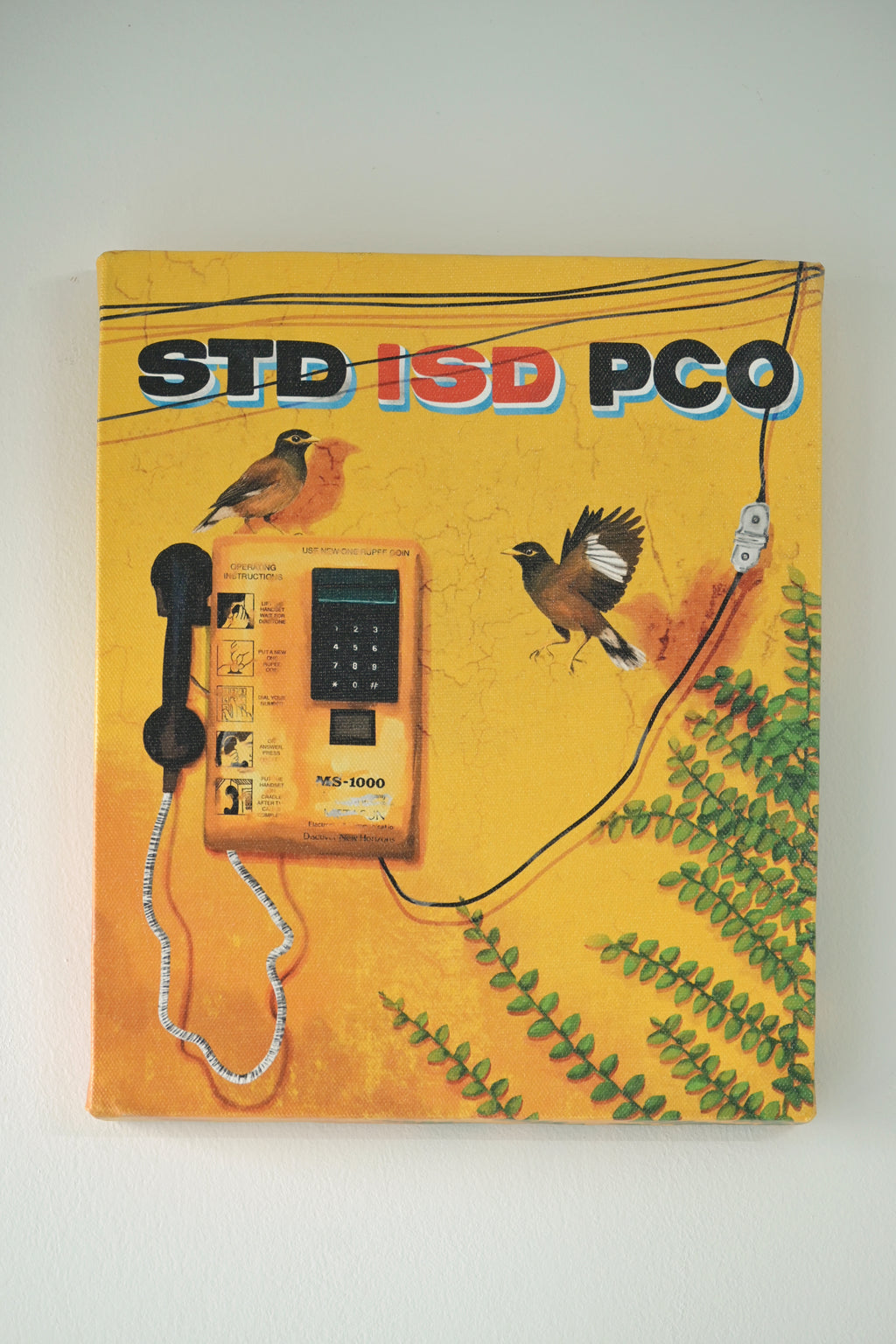 Singing mynas by a silent phone booth 🌼