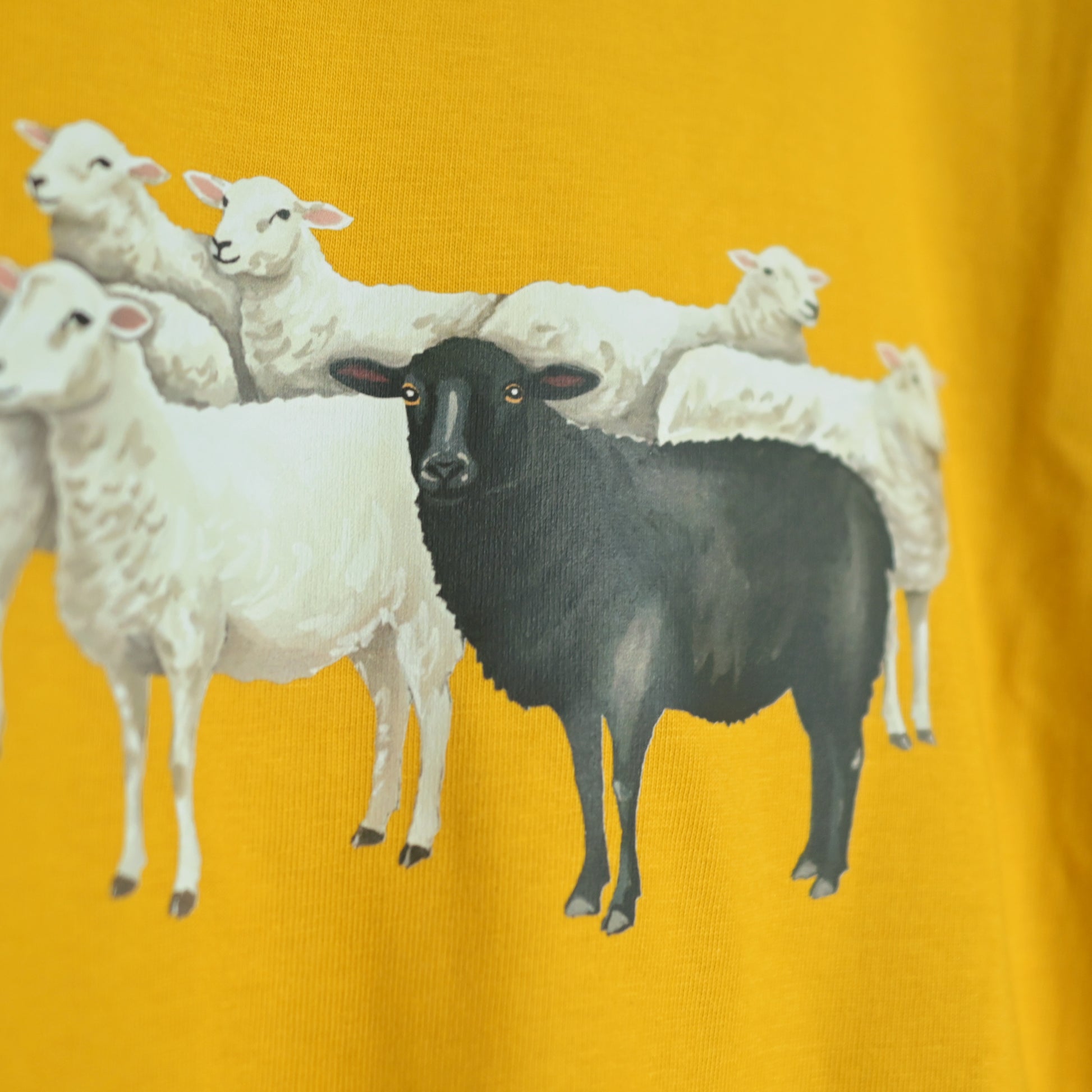 The black sheep stands tall